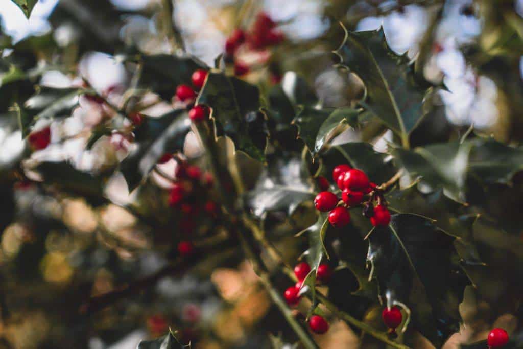 How to Visit Harcourt Arboretum: The Beautiful Green Space of Oxford, Oxfordshire, England. Where to find the best fall foliage in Oxford