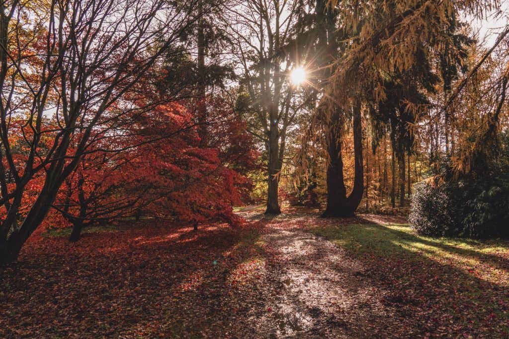 How to Visit Harcourt Arboretum: The Beautiful Green Space of Oxford, Oxfordshire, England. Where to find the best fall foliage in Oxford