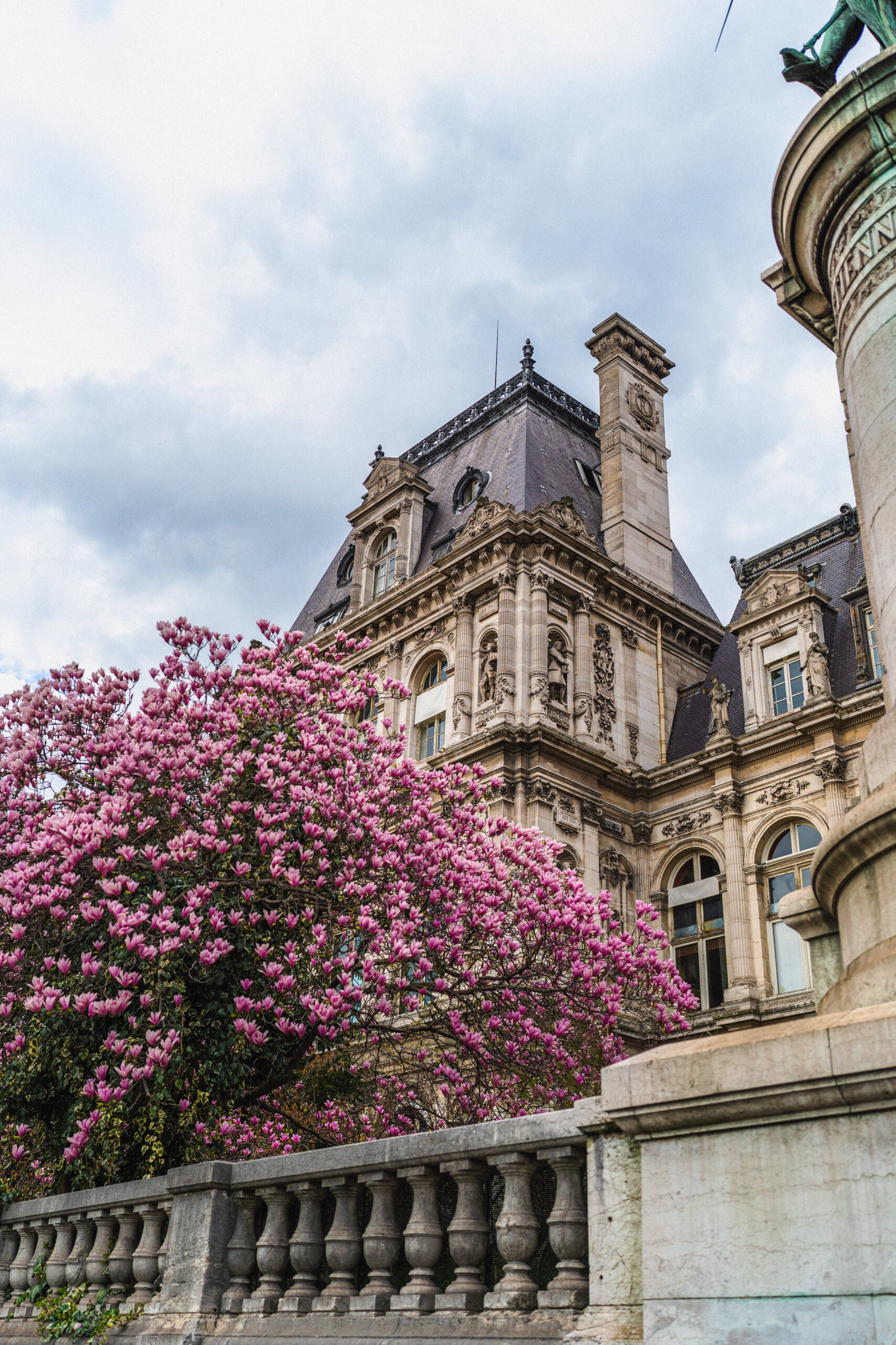 magnolia outside of hotel de ville