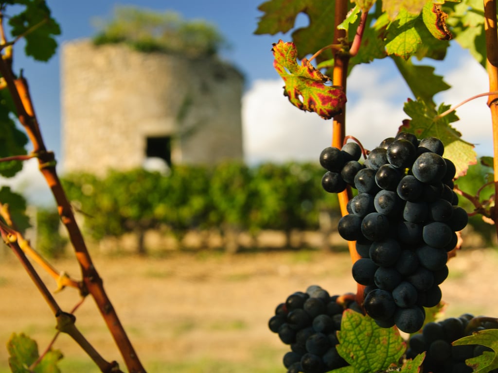 medoc wine region