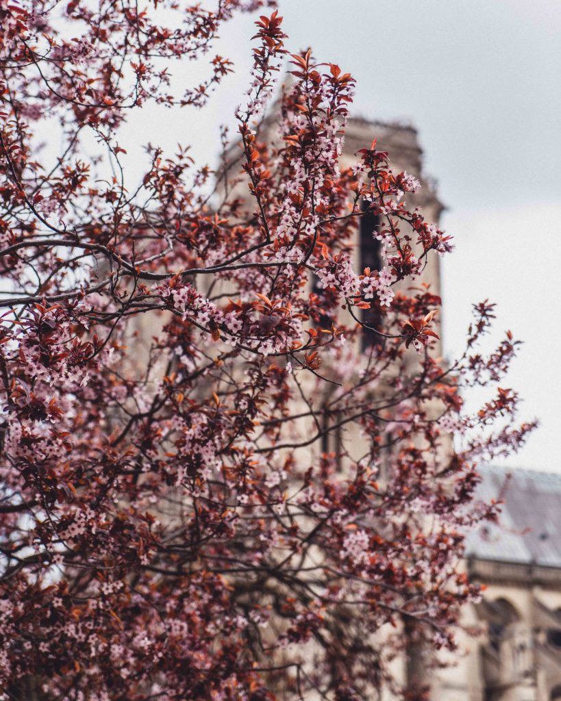 Square René-Viviani: A Parisian Park on a Former Cemetery in the Latin Quarter, Paris, France