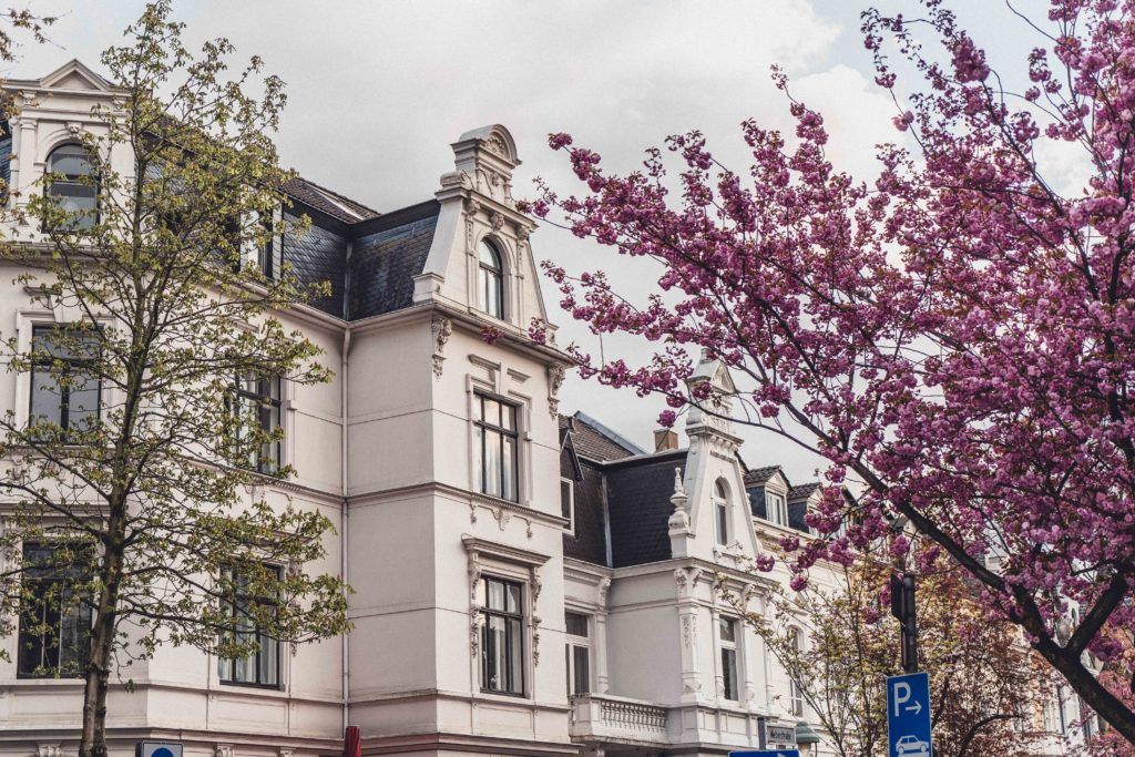 Looking to see the best cherry blossom trees and a tree arcade in Bonn, Germany? Here's your complete guide for the best secret locations and destinations in the historic city