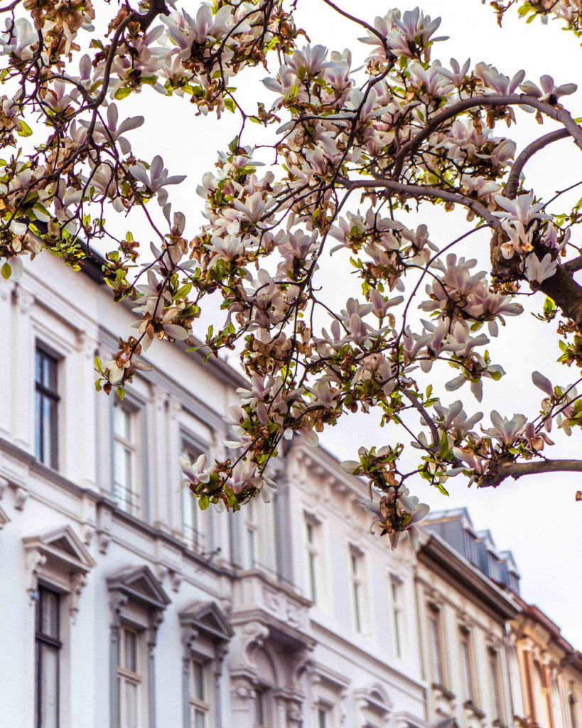 Looking to see the best cherry blossom trees and a tree arcade in Bonn, Germany? Here's your complete guide for the best secret locations and destinations in the historic city