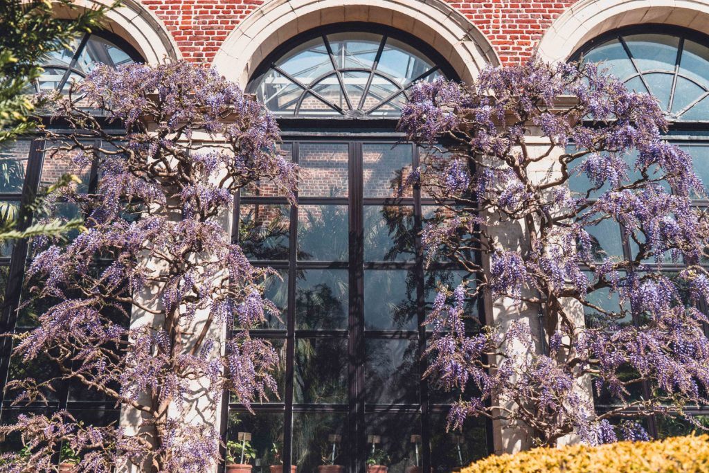 wisteria wall in the Leuven Kruidtuin