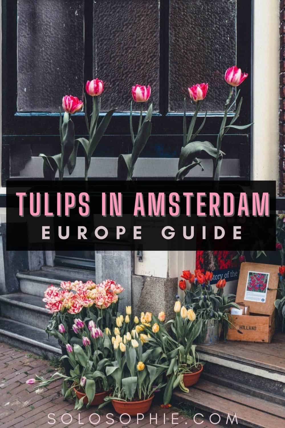 Flowers in the Netherlands spring guide/ When & Where to Find the Best of Tulips in Amsterdam