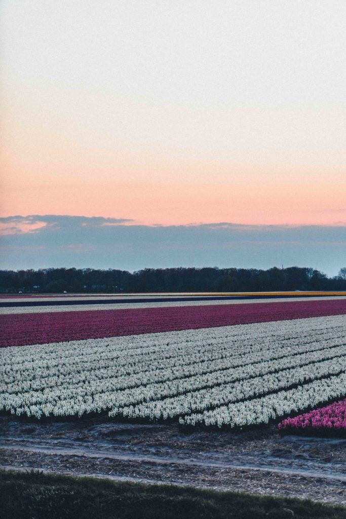 Hyacinth field at sunset near Lisse in the Netherlands