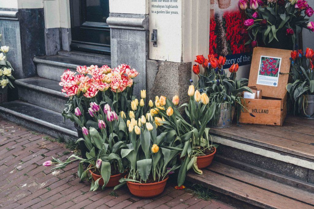 Learn about Tulip Mania in Amsterdam Tulip Museum, Prinsengracht 116