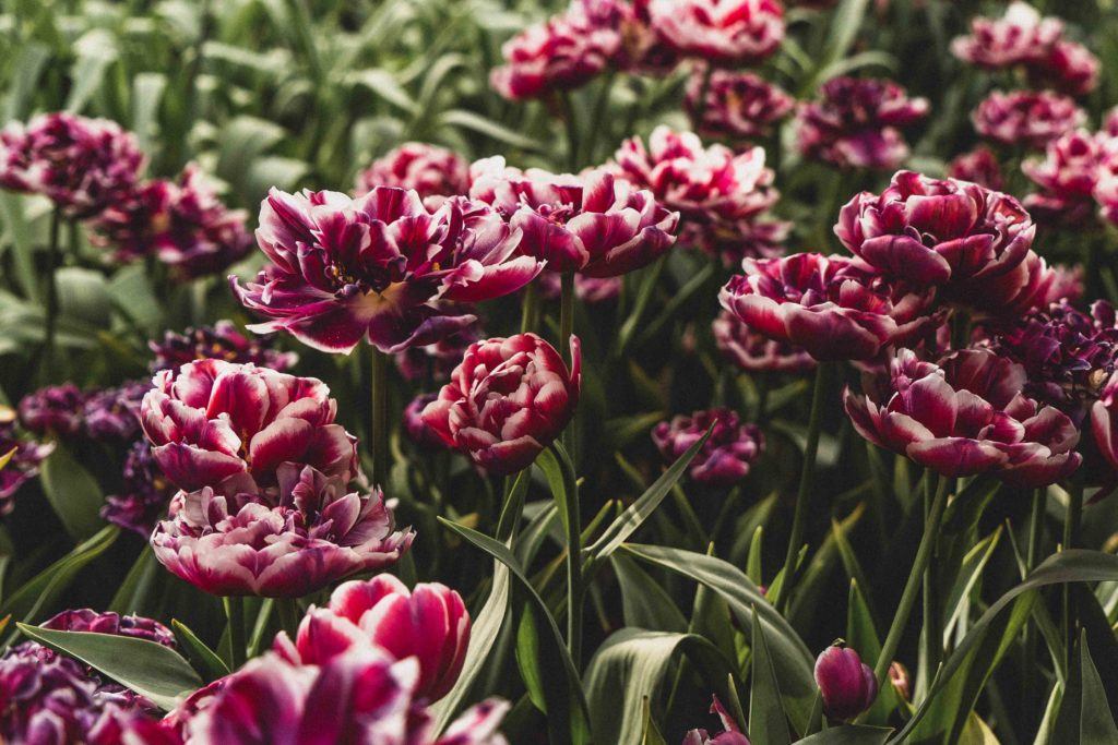 tulips in amsterdam