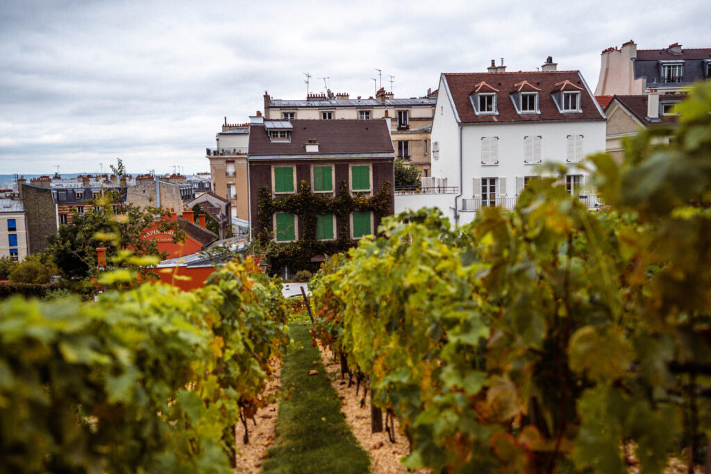 montmartre vineyard