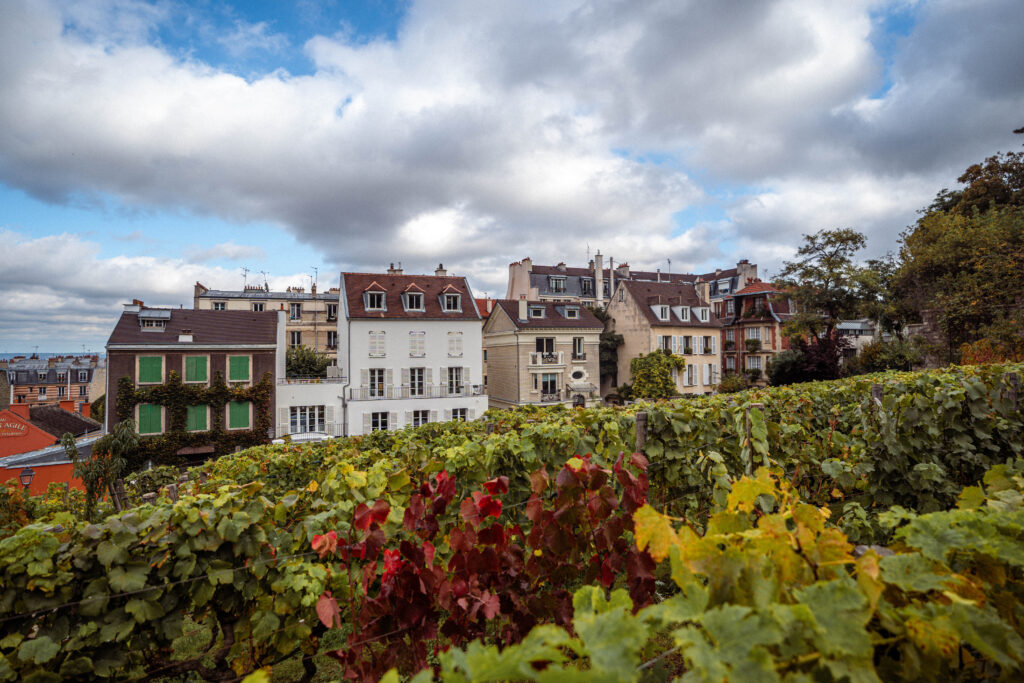 vineyard in montmartre