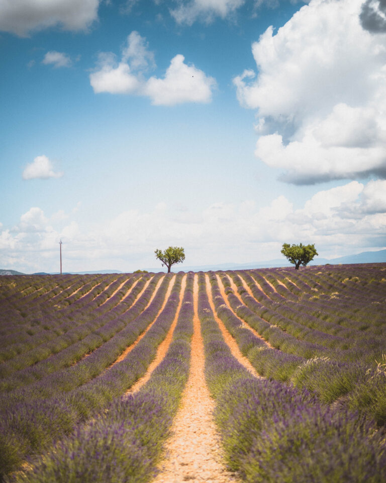 Your Guide to the Best of Lavender Fields in Provence