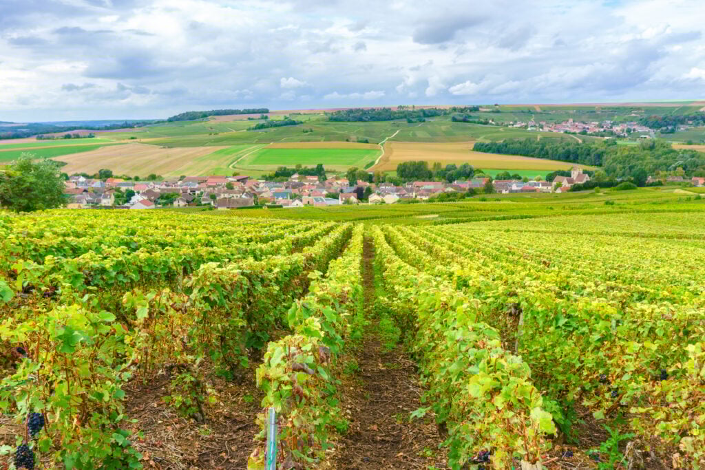 Champagne vineyards