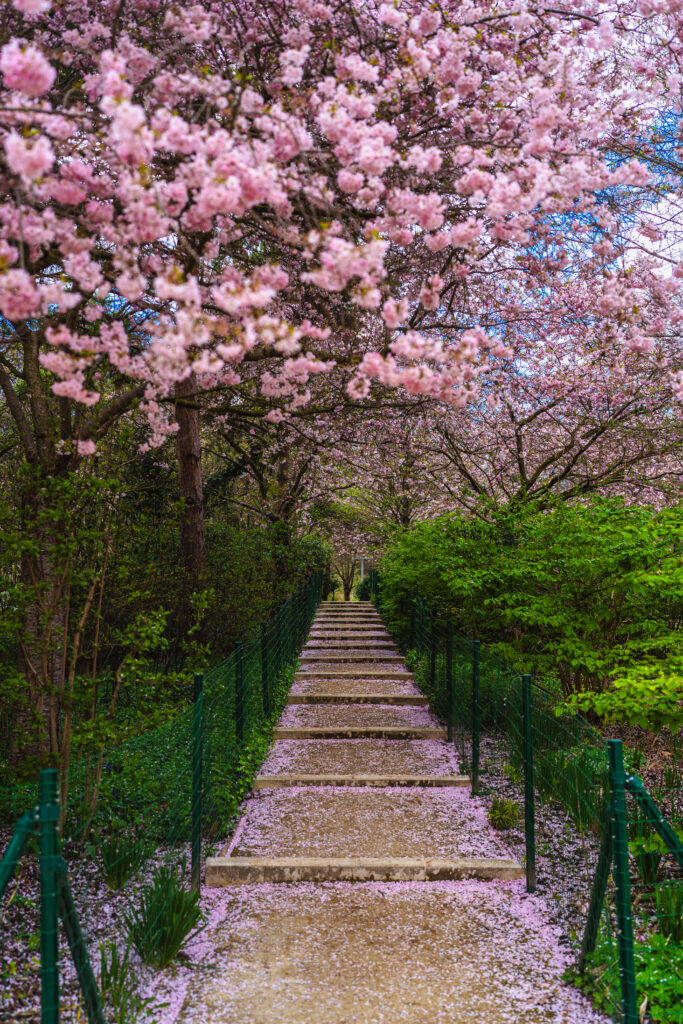 martin luther king park cherry blossom