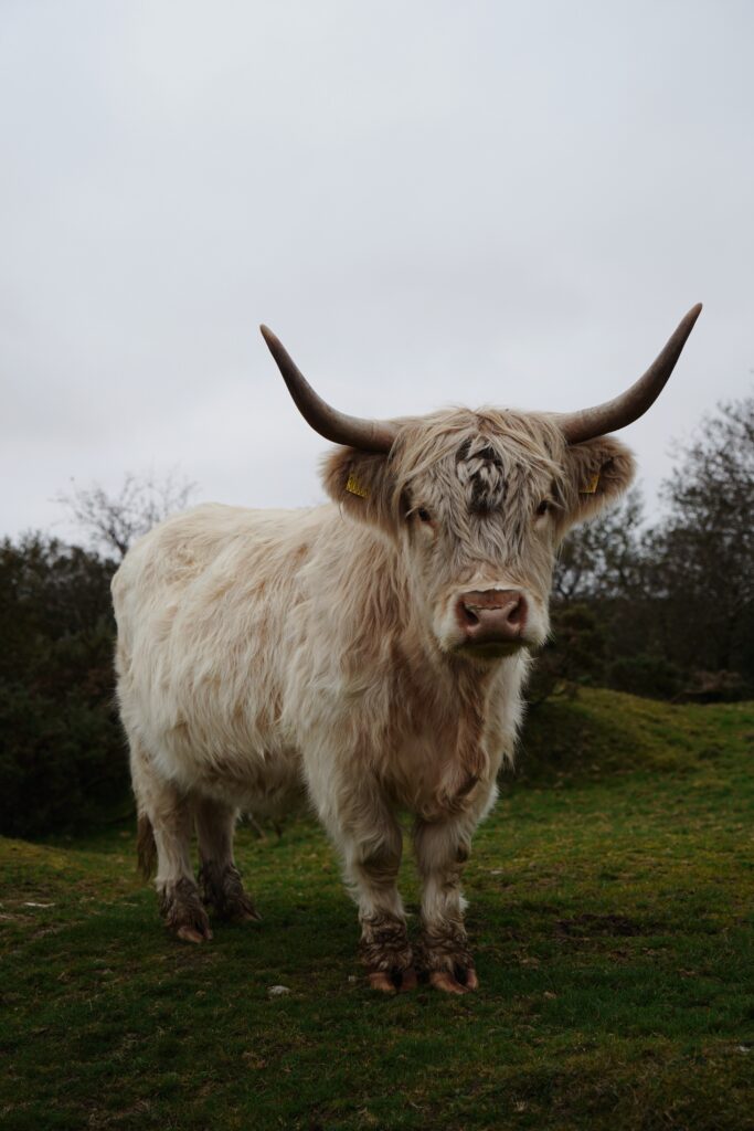 cow on bodmin moor