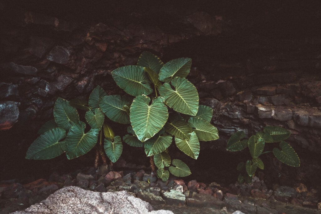 entrance to cueva de los verdes