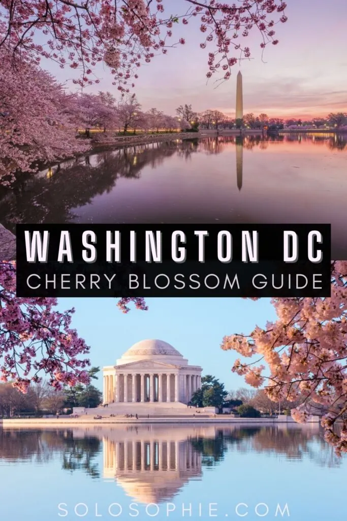 complete-guide-to-washington-dc-cherry-blossoms-2024-solosophie
