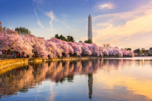 dc cherry blossoms