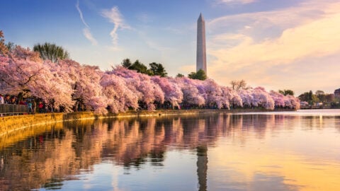 dc cherry blossoms