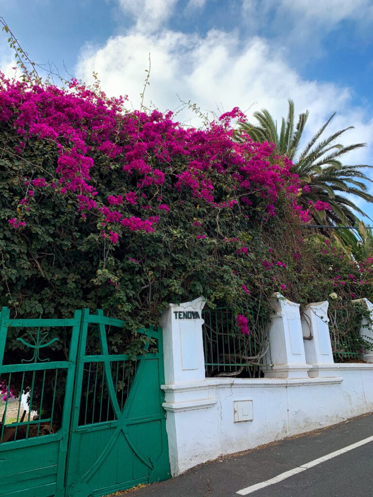 A Guide to the Best of Haría, Lanzarote