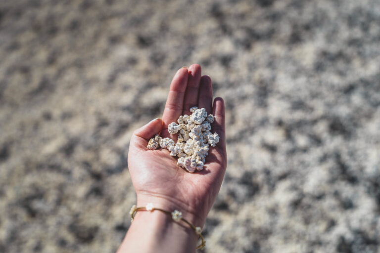 rhodoliths fuerteventura