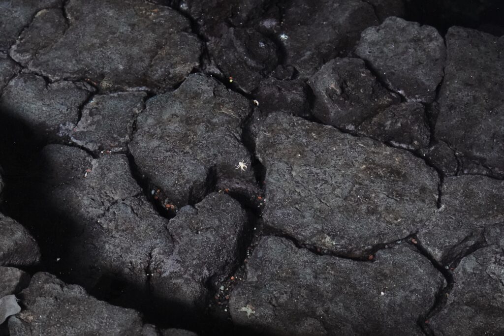 Munidopsis polymorpha (Blind Squat Lobster)