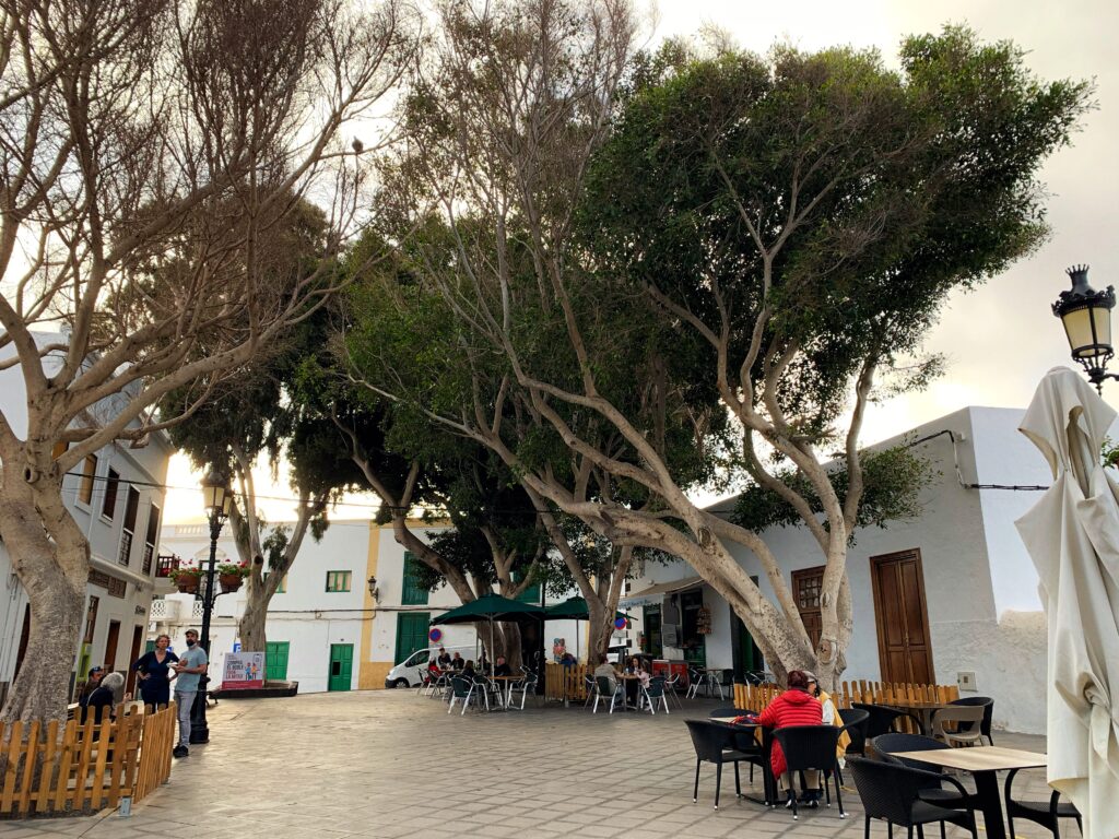 trees lanzarote