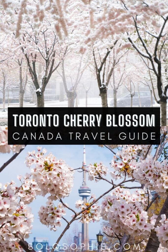 best of toronto canada/ Where to Enjoy the Best of Toronto Cherry Blossoms in ontario canada