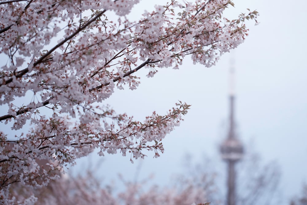 toronto cherry blossom cn tower