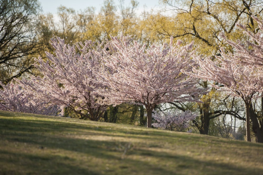 high park cherry blossom