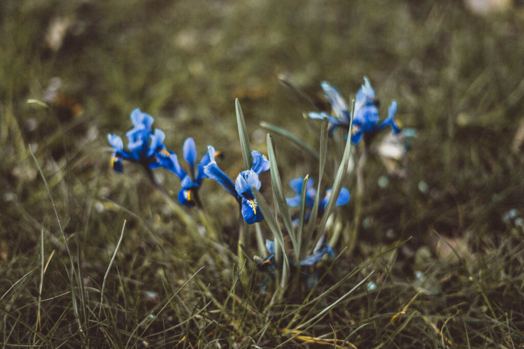 iris parc de bagatelle