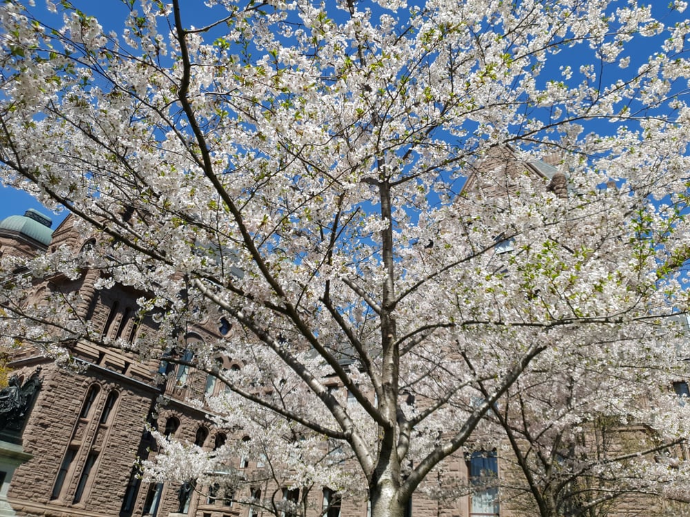 sakura in toronto