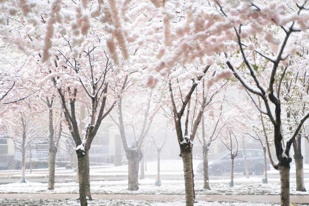 cherry blossom in the snow in toronto