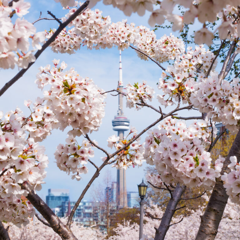 toronto cherry blossom guide