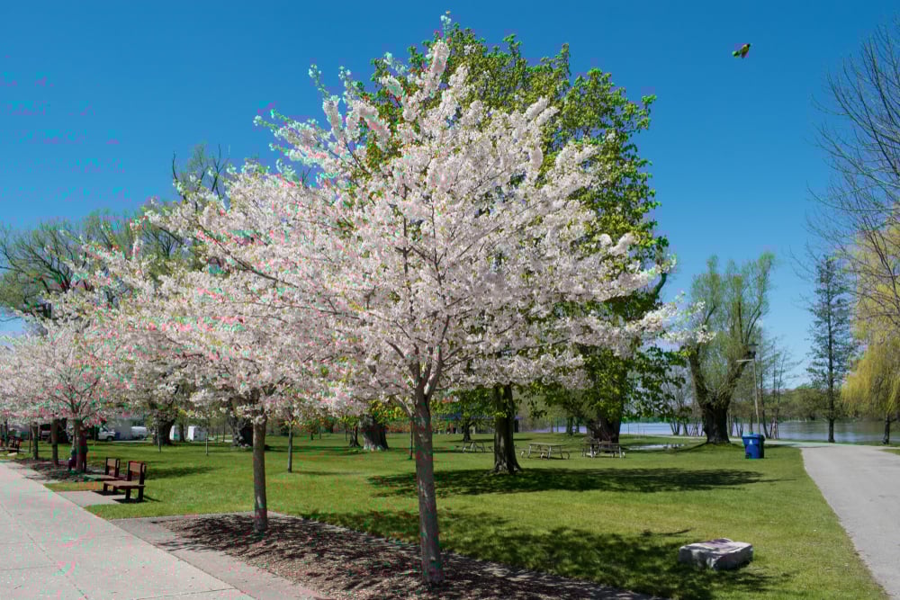 toronto island blossom
