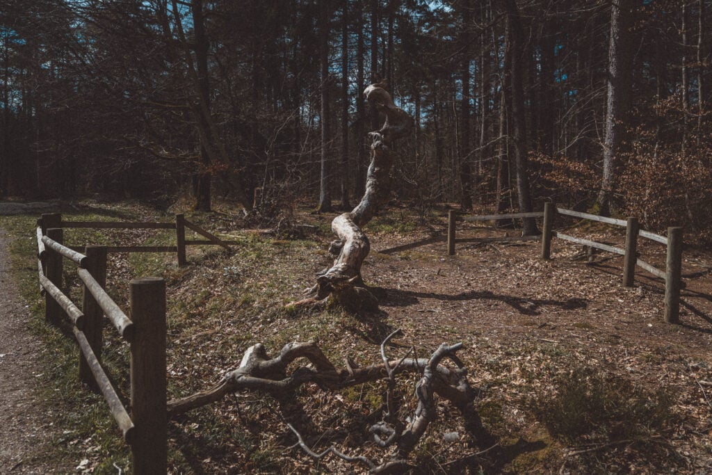 How to Visit the Faux de Verzy, Champagne