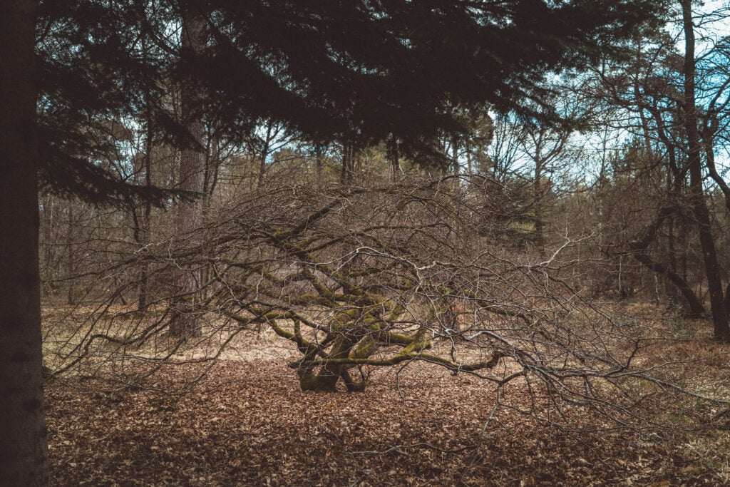 How to Visit the Faux de Verzy, Champagne