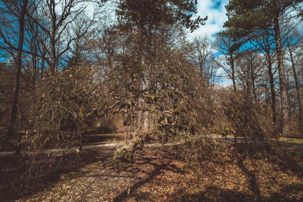 How to Visit the Faux de Verzy, Champagne