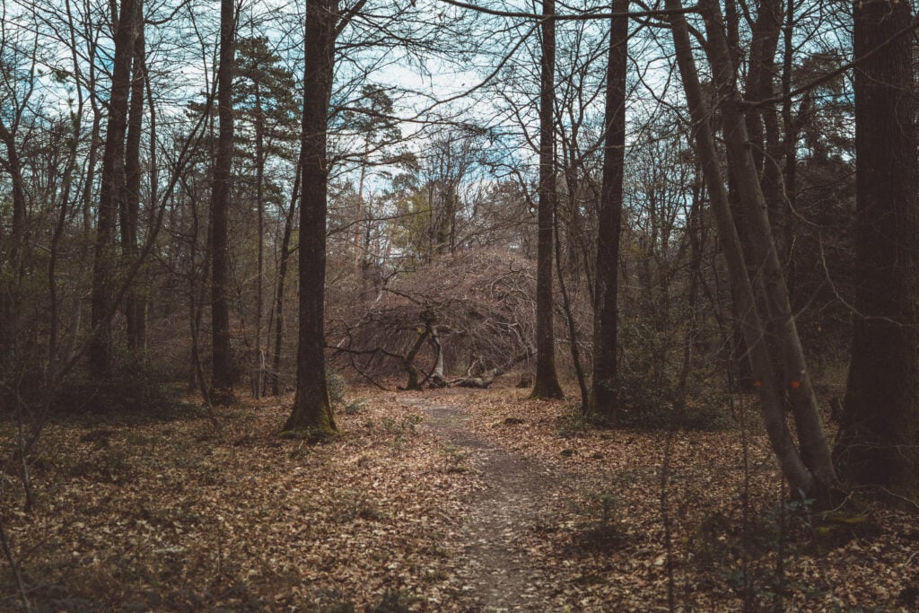 How to Visit the Faux de Verzy, Champagne