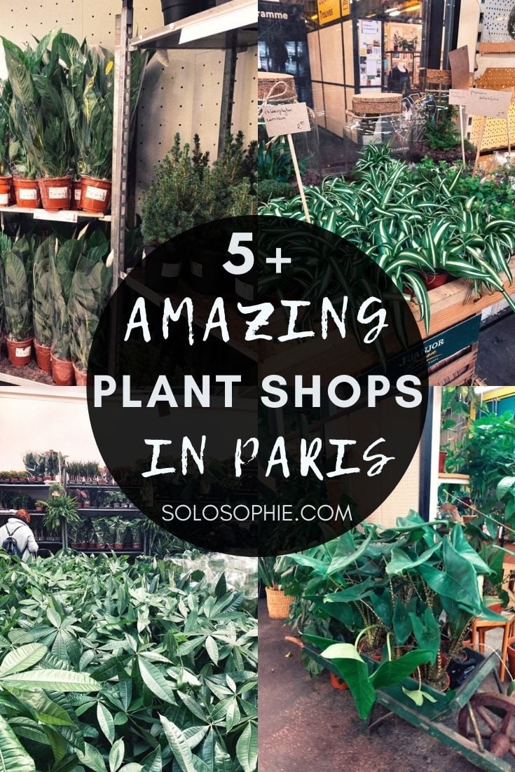 Where to Buy House Plants in Paris (10+ Best Plant Shops) solosophie