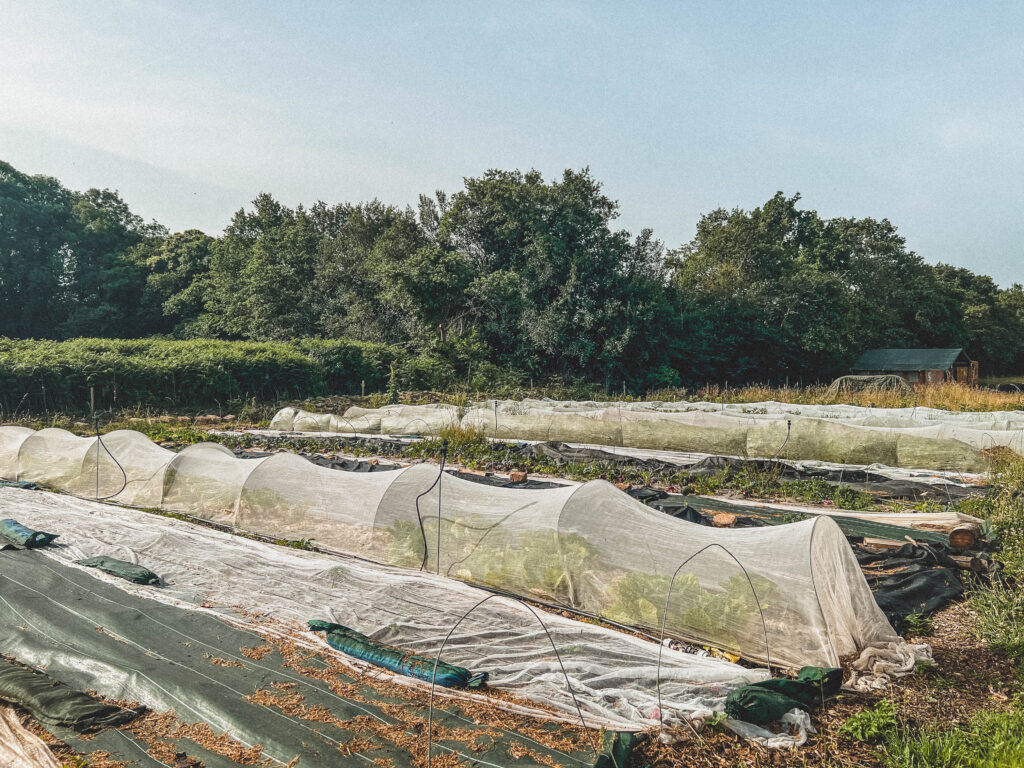 Behind the Scenes of an Eco-Farm in Brittany: La Ferme de Keruzerh
