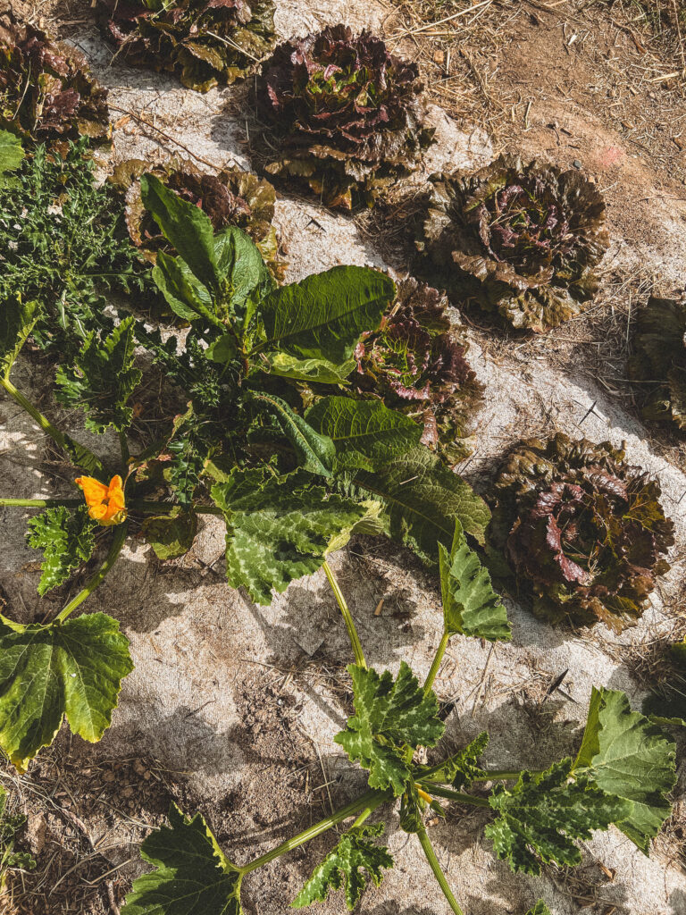 Behind the Scenes of an Eco-Farm in Brittany: La Ferme de Keruzerh