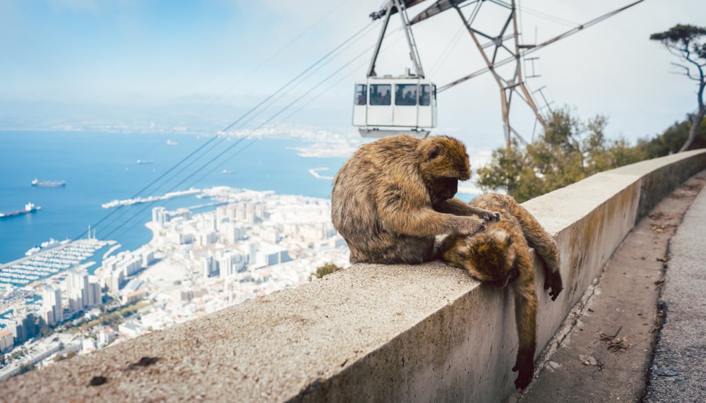 monkeys gibraltar