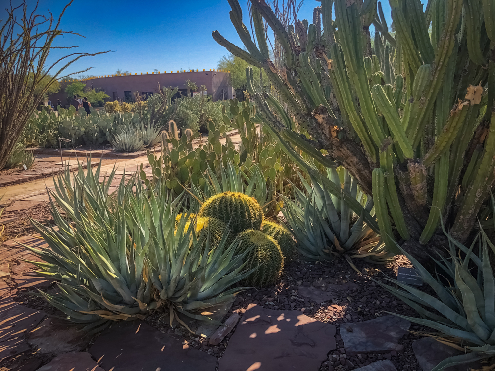Desert Botanical Garden