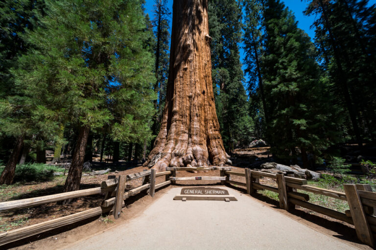 General Sherman Tree