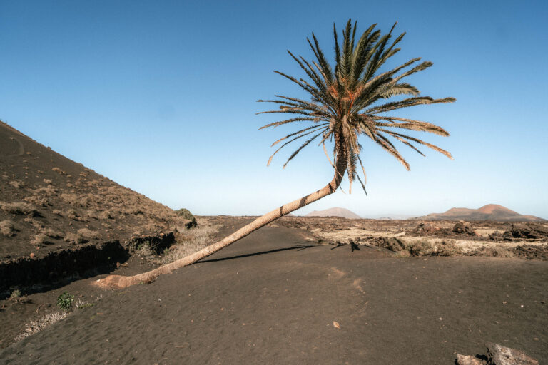 How to Visit the Palmera Inclinada, Lanzarote