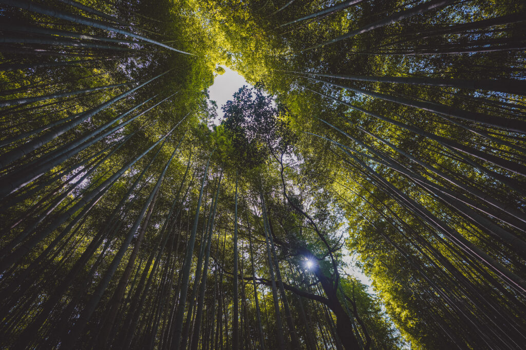 How to Visit the Arashiyama Bamboo Grove, Kyoto