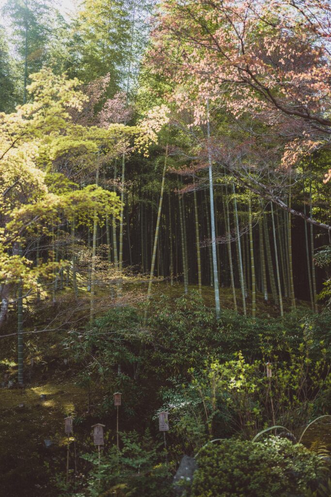 How to Visit the Arashiyama Bamboo Grove, Kyoto