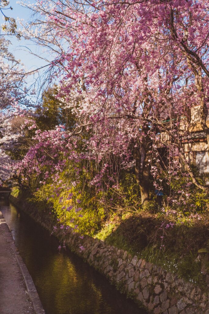 philosopher's path kyoto