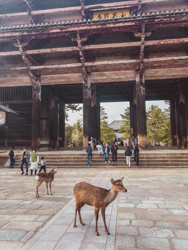 deer in nara