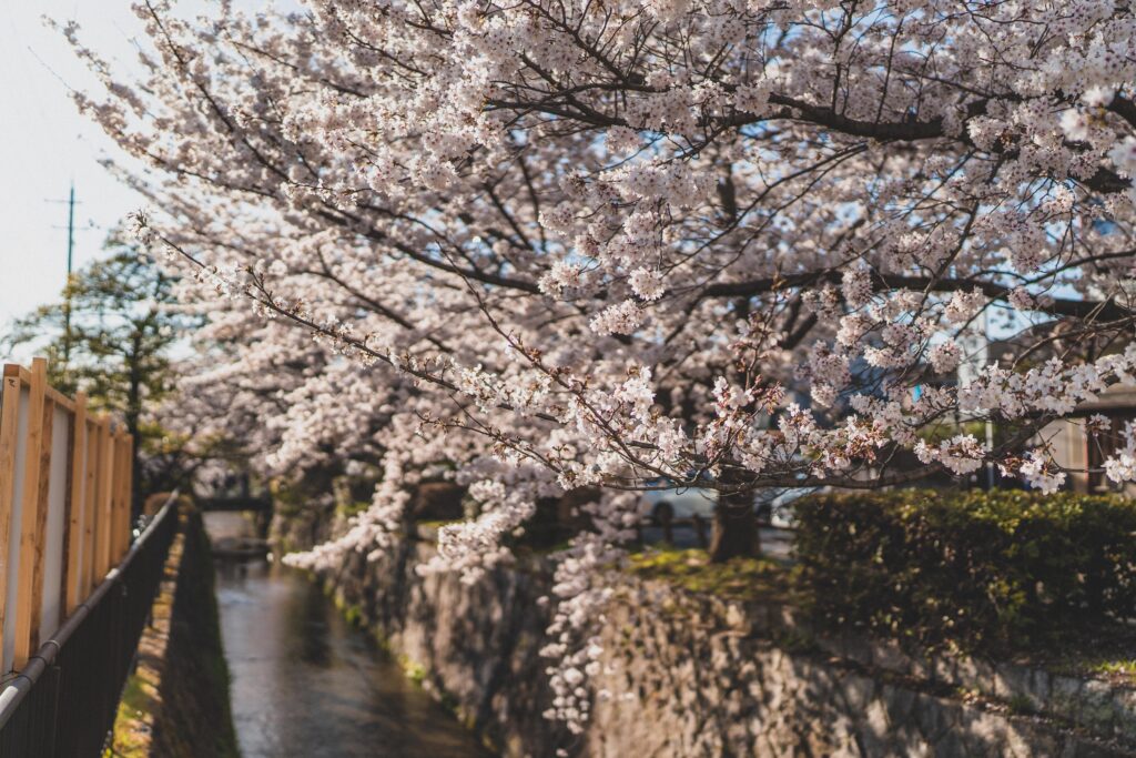 philosopher's path kyoto